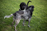 Canine Socialization Routines: Introductory Rules of Etiquette That Owners Should Teach Their Dogs