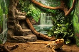 Do Bearded Dragons Need a Backdrop