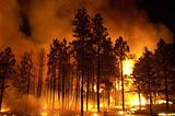 Reducing Wildfire Risk Requires Market-Based Solutions