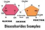 Disaccharides | Maltose, Lactose, Sucrose |