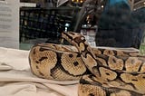 In the image foreground is a yellow and grey-black snake coiled on a cream piece of fabric. Hishead is raised and looking away from the camera. There is a piece of glass separating him from the photo’s background, which shows part of a black shopping cart being pushed by.