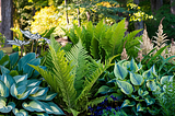 Low Maintenance Perennials for Shade