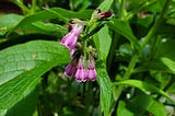 Pale purple and white bell shaped flowers and dark red buds drooping downwards on the stems of a green plant with large leaves with deep veins with a pattern of small squares.