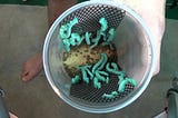 How to Store Hornworms for Bearded Dragons