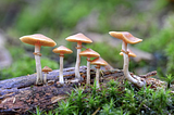 Psilocybin Mushrooms — Tristin Downie — Medium
