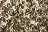 Fossil vs Git