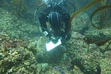 The Guardians of the Kelp Forests