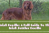 Irish Doodle: A Full Guide To The Irish Settler Doodle