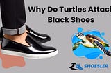 WHY DO TURTLES ATTACK BLACK SHOES: UNUSUAL BEHAVIOR