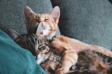 How to Comfort a Friend Who’s Had a Bad Day