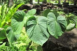 Origins of Kava Vinaka