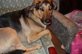 Eden’s dog Alfie. He stares at the camera with angel eyes as he rests on a chair.