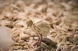 Avian influenza,extermination of chicks by foam, Israel [Roee Shpernik](https://www.wikidata.org/wiki/Q98406800)