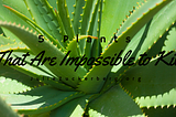 5 Plants That Are Impossible to Kill