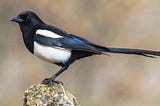 The magpie