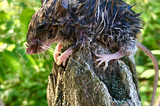 Hey Rat! Don’t get drowned by inflation…
