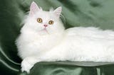 How to take care of Persian cat at home?
