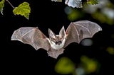Bat Echolocation: The Agile Sensing and Testing Symphony of Bats