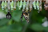 The Uncomfortable Inconvenience of Change