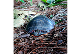 An Easteern Painted turtle that has been moved from the road onto a bed of pine needles near a stream. The turtle has its head tucked into its shell.
