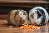 Two hamsters snacking