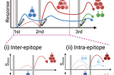 Optimizing Boosters: How COVID mRNA Vaccines Reshape Immune Memory After Each Dose