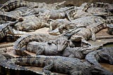 We the Lonely Gators of Florida’s Gatorland Theme Park and We Miss You!