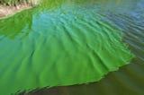 Big Sugar & Florida’s Blue-Green Algae Crisis