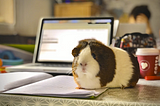 A guinea pig building a professional network at their virtual day job. Photo by Dan Barrett on Unsplash.