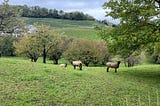 interlaken lambs