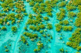 Aerial of mangroves at King Sound, Western Australia by © Ingo Oeland