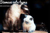 Siamese cats types