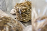 How to use mushroom grow kits?