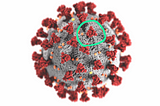 Monoclonal antibodies explained: the first treatment for COVID-19