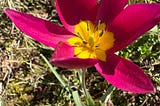 species tulip in bloom