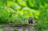 A small hedgehog running through a path in the woods