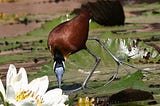 Jacana par Marie-Catherine Phanekham