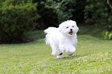 Maltese Dog Characteristics: