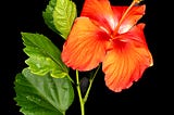Color image of a flower on a black background