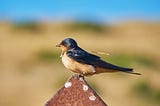 Original photograph of a colorful beautiful barn swallow perched on a rusty metal pyramid post on a sunny day outside on a coastal California hillside carrying straw to build a nest.