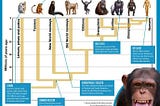 Our Primate Family Tree