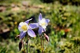 Picture of blue and white Columbine flowers, the state flower of Colorado. Photo by the author in the 1970s