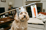 Singapore Opportunity Index: Old Dogs Staring at a Plastic Carrot