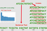 Metagenomics gene prediction using NLP