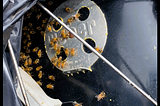 Bees in a Weber BBQ Grill