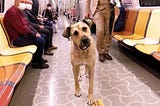 A Stray Dog’s Unbelievable Daily Commute Through Istanbul
