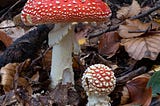 Amanita muscaria: the science and practice of the Fly-agaric mushroom