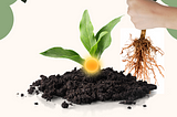 Remove Roots of Blame to Plant Seeds of Growth