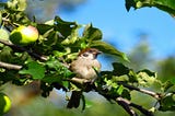 What is the best fruit to feed birds?