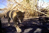 Regen Network Reports Traction for Biodiversity Credits Sales
